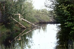 Beaver dam near Vojmn