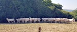 Wallonie 2026, Rinder suchen Schatten bei Ch�mery-sur-Bar