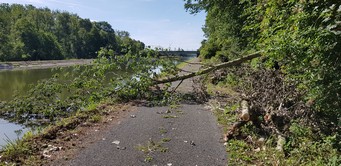 Wallonie 2026, umgest�rzter Baum am Canal du Nord