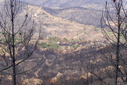 Cte d'Azur - Radtour nach Saint Tropez, Waldbrandschden bei la Mole