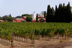 Cte d'Azur - Radtour nach Saint Tropez, Weingut bei Gogolin