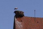 Eguisheim, Storch am Nest