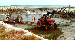 Ile d'Olron, Austernfischer