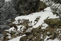 Zermatt, Gmse an der Skiroute Arbzug